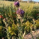 Carthamus caeruleus Fiore