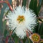 Eucalyptus globulusBlüte