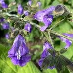 Salvia interrupta Flor