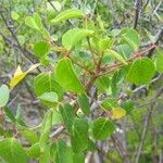 Bursera simaruba ഇല