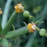 Euphorbia gossypina Altul/Alta