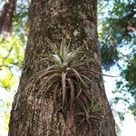 Tillandsia pohliana 葉