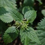 Urtica dioica Leaf