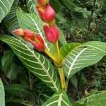 Sanchezia oblonga Flower