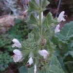 Salvia tingitana Blüte