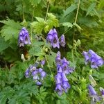 Aconitum variegatum फूल