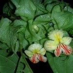 Drymonia submarginalis 花