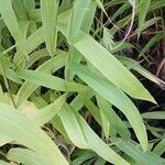 Chasmanthium latifolium Blatt