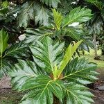 Artocarpus altilis ഇല