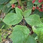 Rubus scaber Leaf