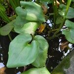 Pontederia cordata Likasa