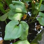 Pontederia cordata Leaf