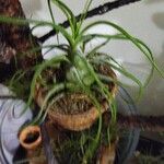 Tillandsia bulbosa Hoja