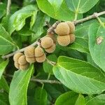 Grewia glandulosa Fruit