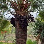 Chamaerops humilisBlatt