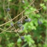 Ligustrum robustum Fruto