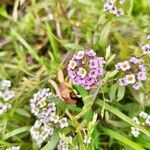 Lobularia maritimaÕis