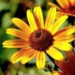 Heliopsis helianthoides Flower