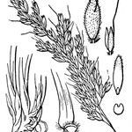 Arrhenatherum longifolium Other