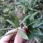 Podocarpus latifolius Φρούτο