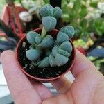 Gibbaeum petrense Hostoa