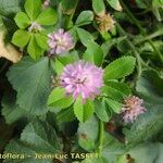 Trifolium resupinatum Flower
