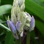 Hyacinthoides × massartiana Flower