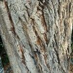 Salix babylonica Corteza