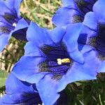 Gentiana alpina Blomma