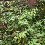 Allamanda schottii Συνήθη χαρακτηριστικά
