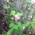 Ribes malvaceum Hábitos