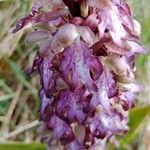 Himantoglossum robertianum Flower