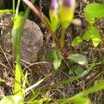 Gentianella campestris Листок