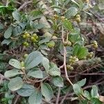 Grewia occidentalis Lapas
