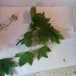 Acer pseudoplatanus برگ