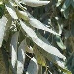 Elaeagnus angustifolia ഇല