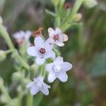 Anchusa ochroleuca Flower