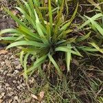 Aristea ecklonii Leaf