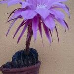 Echinopsis oxygona Hoja