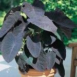 Colocasia esculentaপাতা