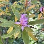 Rhododendron canadense Flor