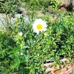 Leucanthemum ircutianum Агульны выгляд