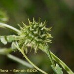 Medicago laciniata Frukt