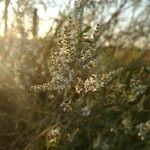 Aloysia gratissimaFlower