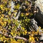 Salix serpillifolia Blad