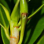 Erythroxylum novocaledonicum Bark