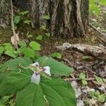 Trillium undulatum 花