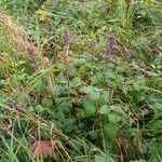 Clinopodium menthifolium Flower