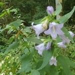 Campanula trachelium Flower