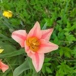 Tulipa kaufmanniana Žiedas